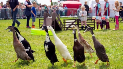 Dog and Duck Show photo